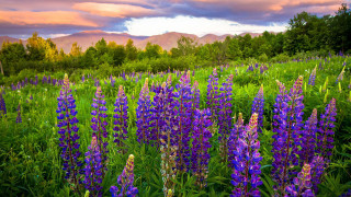 Purple flower mountains sunset bench - ada hill walker free wallpaper for desktop
