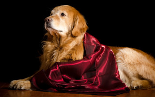 Dog regal shiba lion tiger - a red cape free wallpaper