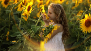 Sunflower girl blowing nose autumn - a little girl free wallpaper
