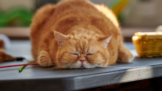 Cat sleeping bronze sculpture blurry - adrian zingg free wallpaper
