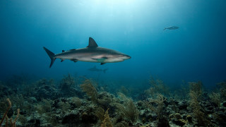 Shark fish ocean sunbeam underwater 2 - a sunbeam in the background free wallpaper