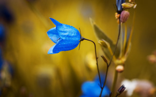 Blue flower yellow background macro - this image free wallpaper