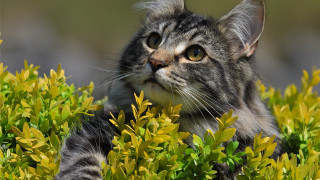 Cat bush looking up outdoors - the distance free wallpaper for desktop