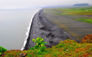 Black sand beach green plant - a green plant free wallpaper