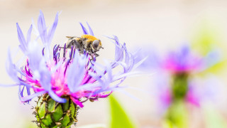 Bee purple flower macro ecological 2 - a bee free wallpaper