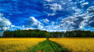Field tree blue sky clouds 2 - a path free wallpaper