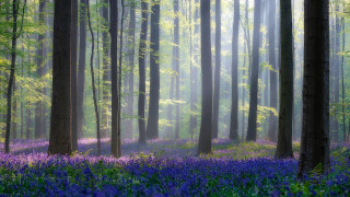 Forest purple flowers fog trees - impressionist free wallpaper