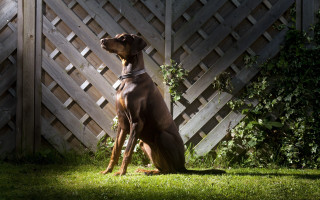 Dog fence bush sky tilted - near free wallpaper