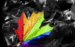 Colorful leaf dark background ellsworth - ellsworth kelly free wallpaper
