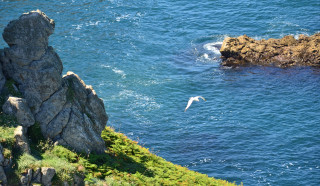 Bird ocean cliff water impressionist - a rock formation free wallpaper