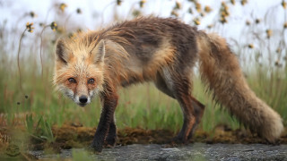 Red fox field tall grass - a red fox free wallpaper