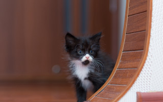Black white kitten wooden floor - dof free wallpaper