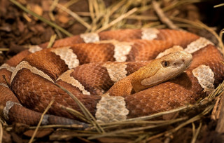 Snake cobra puzzle photorealistic blurry - carl hoppe free wallpaper