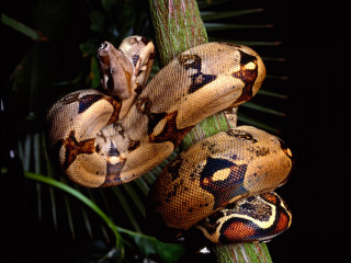 Large snake tree branch black - dionisiu free wallpaper