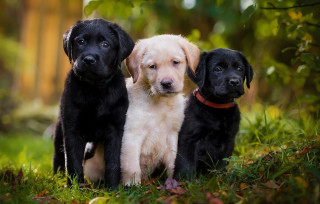 Puppies black white sad grass - a sad look free wallpaper