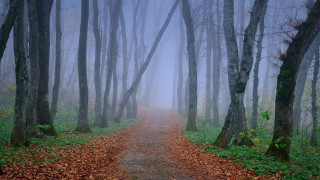 Foggy bamboo path gothic forest - ferenc joachim free wallpaper