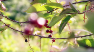 Branch berries forest macro photorealism - photorealism free wallpaper