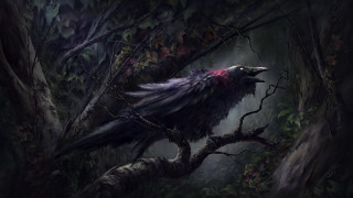 Bird forest light shining wings - a branch in a forest free wallpaper