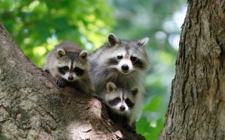Three raccoons tree animal focus - looking free wallpaper