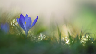 Blue flower grass macro nature - arie smit free wallpaper for desktop