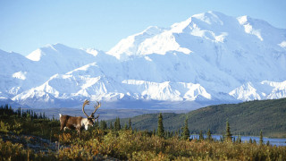 Deer antlers field mountains snow - peak free wallpaper