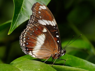 Butterfly leaf sunlight forest macro - anne nasmyth free wallpaper