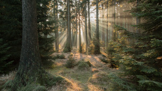 Forest path sunbeams grass tree - the tree and grass free wallpaper