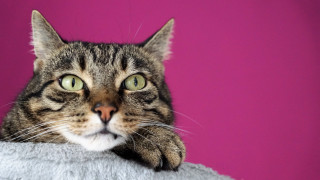Surprised cat pillow pink background - a pillow free wallpaper