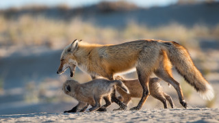 Fox babies sandy sunlight blurry - a fox free wallpaper