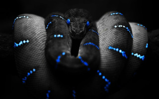 Blue black snake head turned - cobra free wallpaper