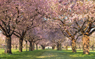 Autumn park trees flowers bird - a park free wallpaper
