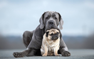 Dog cat biting head microscopic - a dog and a cat free wallpaper