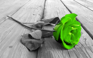 Black white rose wooden floor - a wooden floor free wallpaper