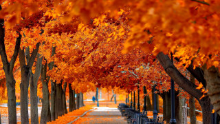 Benches under orange leaves autumn - under free wallpaper