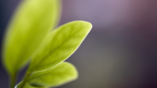 Green leaf macro blur depth - a green leaf free wallpaper