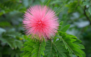 Pink flower green leaves macro 7 - free new year wallpaper