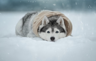 Husky sweater hat snow falling - a husky dog free wallpaper