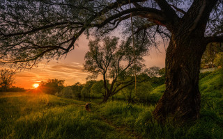 Sunset tree grass path mountain - a grassy field free wallpaper