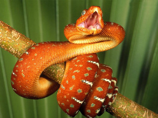 Cobra snake mouth open tongue - tongue free wallpaper