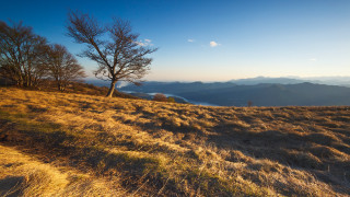 Grassy hill tree mountain sky - murata range free wallpaper