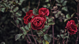 Red roses green leaves garden 2 - red rose free wallpaper