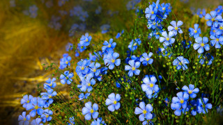 Blue flowers grass dirt park - blue flower free wallpaper for desktop