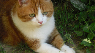 Serious orange cat in grass - its paw free wallpaper