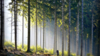 Foggy forest bench nature matte - free forest wallpaper