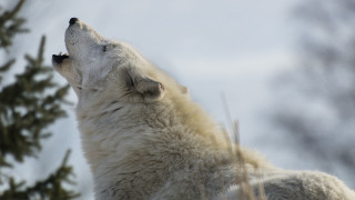 White wolf looking up nature - free dogs wallpaper
