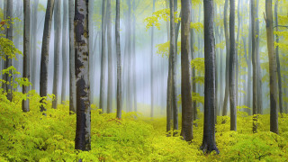 Bamboo forest sunlight nature path - a painting of a forest free wallpaper