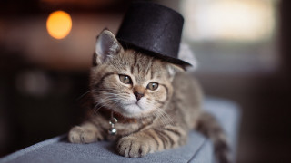 Cat hat couch steampunk microscopic - its neck free wallpaper