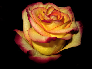 Yellow red rose black background - rose free wallpaper