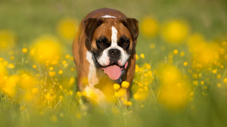 Dog field yellow flowers elke - its tongue free wallpaper