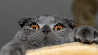 Curious black cat macro portrait - its mouth free wallpaper